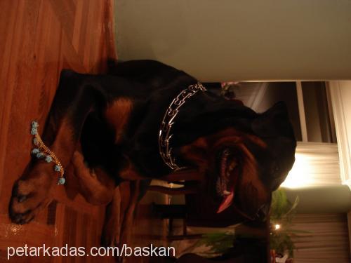 baskan Erkek Rottweiler