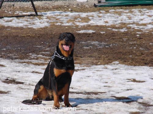 baskan Erkek Rottweiler