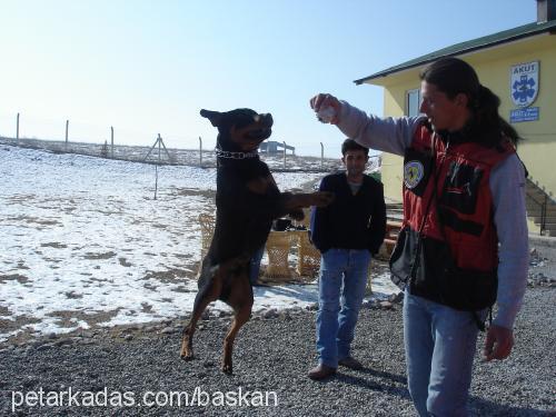 baskan Erkek Rottweiler