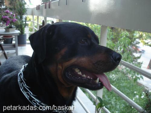 baskan Erkek Rottweiler