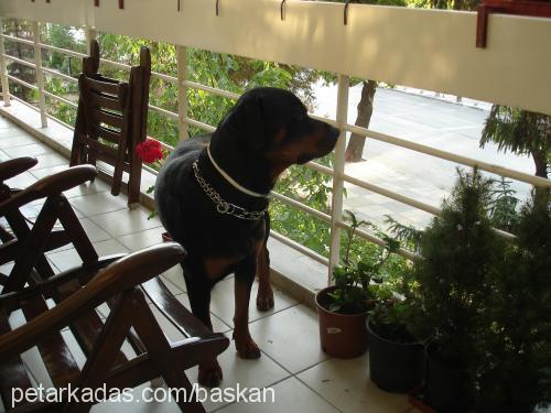 baskan Erkek Rottweiler