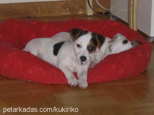 maya Dişi Jack Russell Terrier