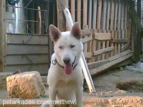 ege Erkek Sibirya Kurdu (Husky)