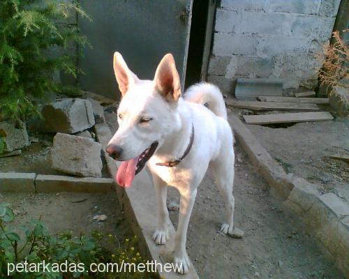 ege Erkek Sibirya Kurdu (Husky)