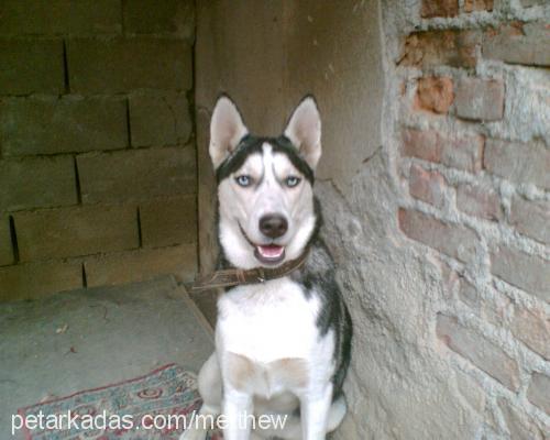 ada Dişi Sibirya Kurdu (Husky)