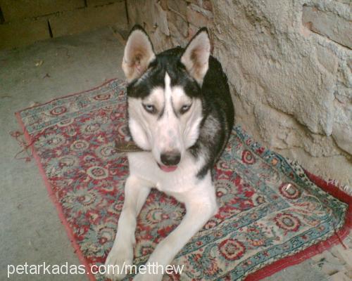 ada Dişi Sibirya Kurdu (Husky)