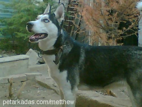 ada Dişi Sibirya Kurdu (Husky)