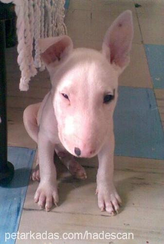 hades Erkek Bull Terrier