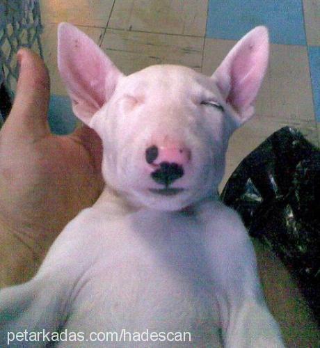 hades Erkek Bull Terrier