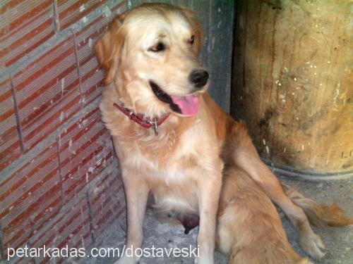 biber Dişi Golden Retriever