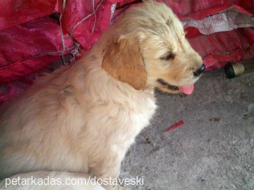 biber Dişi Golden Retriever