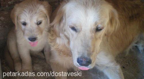 biber Dişi Golden Retriever