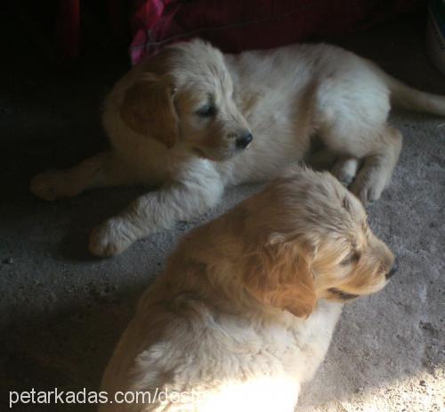 biber Dişi Golden Retriever