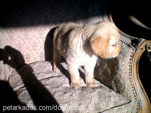 biber Dişi Golden Retriever