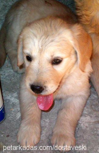 biber Dişi Golden Retriever