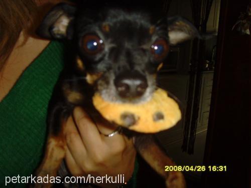 herkül Erkek Minyatür Pinscher