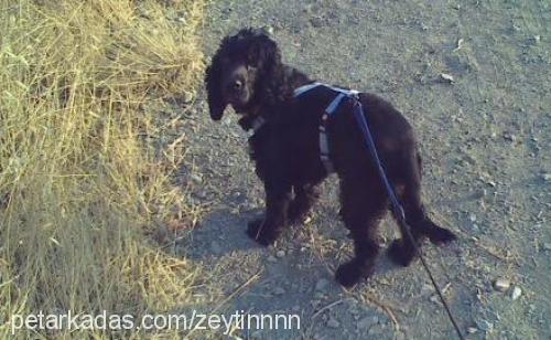 zeytin Dişi İngiliz Cocker Spaniel