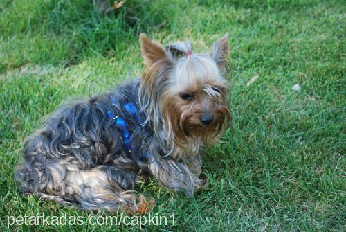 çapkın Erkek Yorkshire Terrier