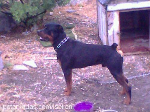 fredi Erkek Rottweiler