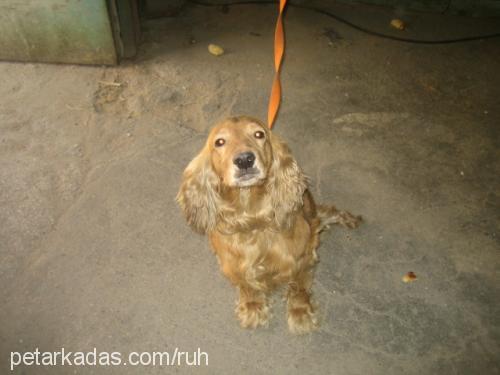 cherry Erkek İngiliz Cocker Spaniel