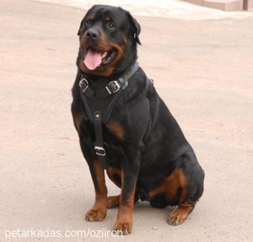 rodi Erkek Rottweiler