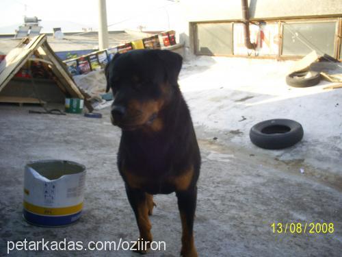 rodi Erkek Rottweiler