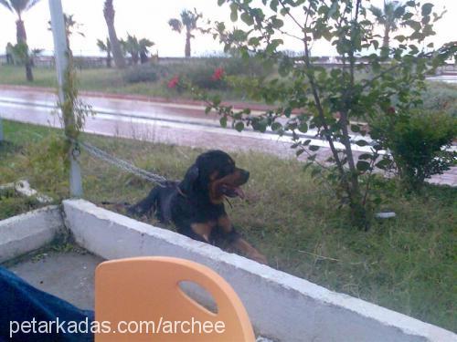 archee Erkek Rottweiler