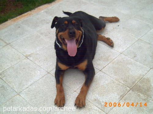 archee Erkek Rottweiler