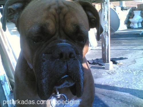 neo Erkek Bullmastiff