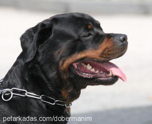 hector Erkek Rottweiler