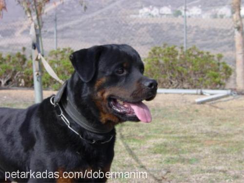 hector Erkek Rottweiler