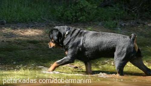 hector Erkek Rottweiler