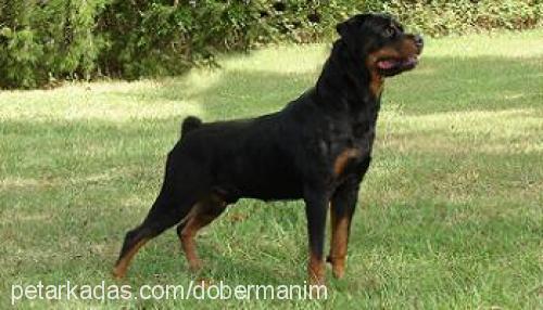 hector Erkek Rottweiler