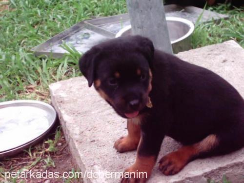 hector Erkek Rottweiler