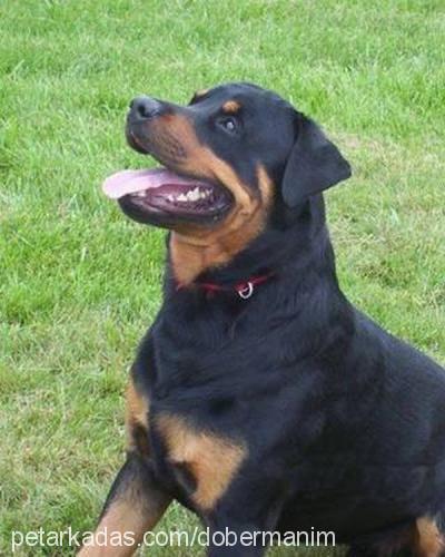 hector Erkek Rottweiler