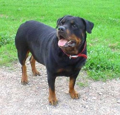 hector Erkek Rottweiler