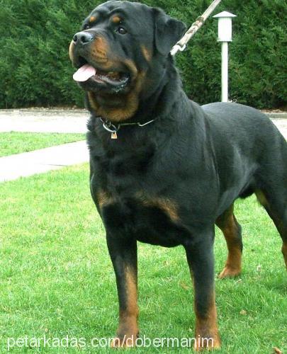 hector Erkek Rottweiler