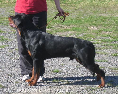 hector Erkek Rottweiler