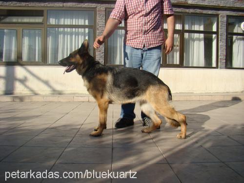 cessivonsofanga Dişi Alman Çoban Köpeği