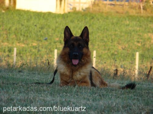 bertvonderurbec Erkek Alman Çoban Köpeği