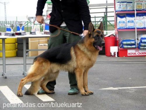 bertvonderurbec Erkek Alman Çoban Köpeği