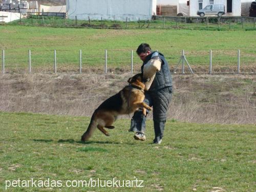 bertvonderurbec Erkek Alman Çoban Köpeği