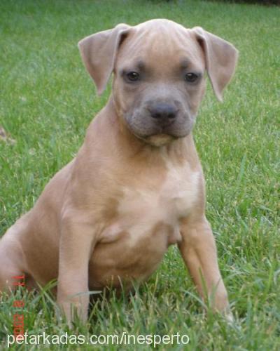 barbariska Dişi Amerikan Staffordshire Terrier