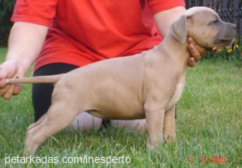 barbariska Dişi Amerikan Staffordshire Terrier