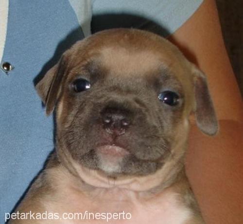 barbariska Dişi Amerikan Staffordshire Terrier