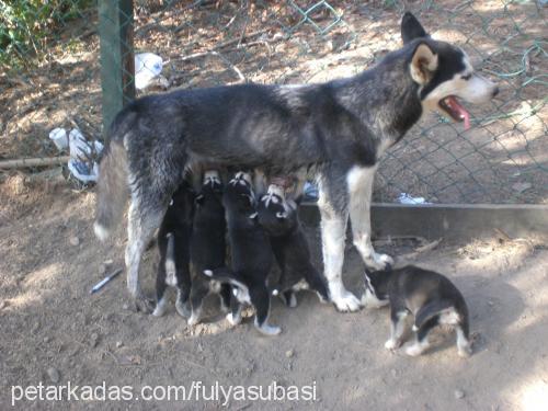 ares Erkek Sibirya Kurdu (Husky)