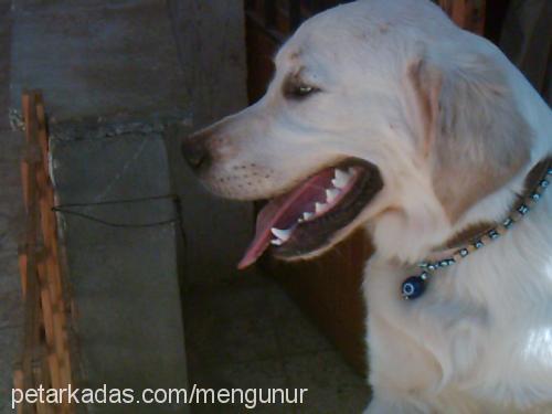 mex Erkek Golden Retriever