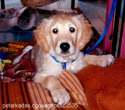 luckyjuniur Dişi Golden Retriever