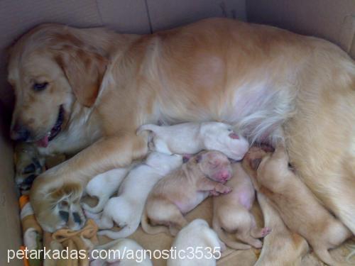 luckyjuniur Dişi Golden Retriever