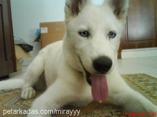 lodos Dişi Alaskan Malamute